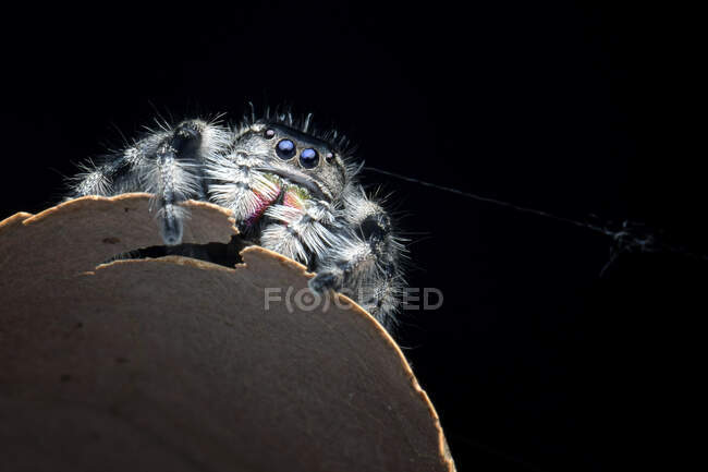 Павук, що стрибає, Індонезія — стокове фото