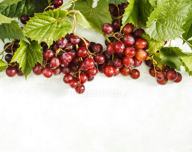 Des grappes de raisins rouges sur fond blanc — Photo de stock