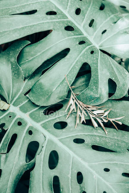 Close-up of a monstera leaf, Spain — Stock Photo