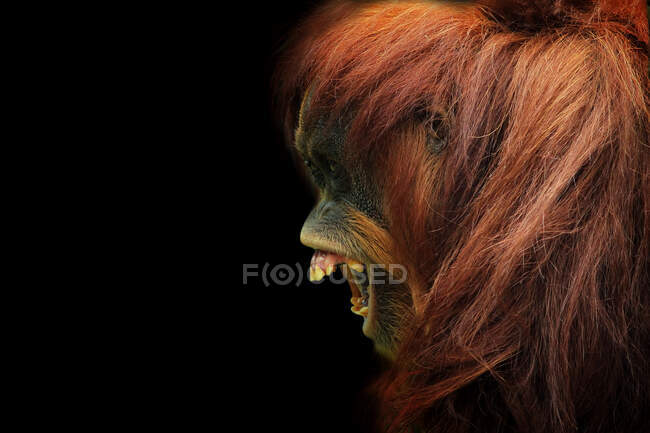 Porträt eines Sumatra-Orang-Utans mit offenem Maul, Indonesien — Stockfoto