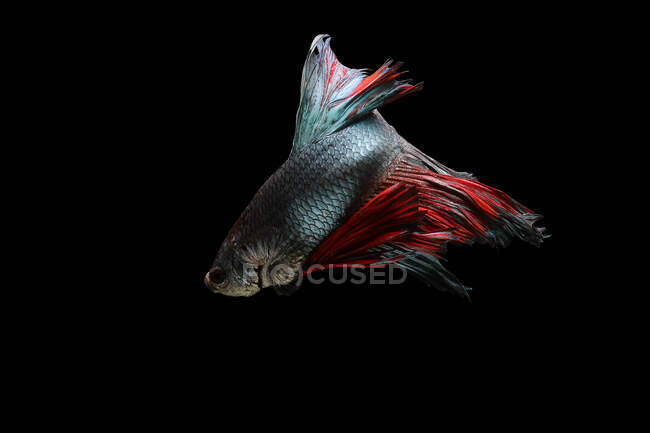 Bella colorata Betta pesce nuoto in acquario su sfondo scuro, vista da vicino — Foto stock
