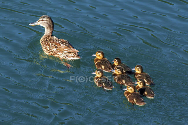 Duck swimming in a river with her ducklings, Konjic, Bosnia and Herzegovina — Stock Photo
