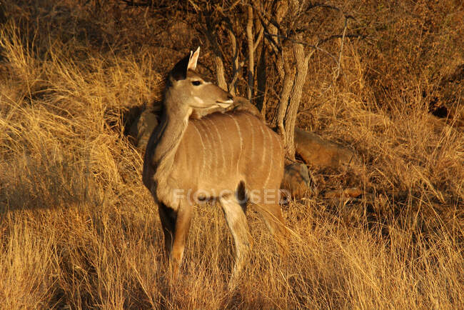 Portrait d'un Kudu, Madikwe Game Reserve, Afrique du Sud — Photo de stock
