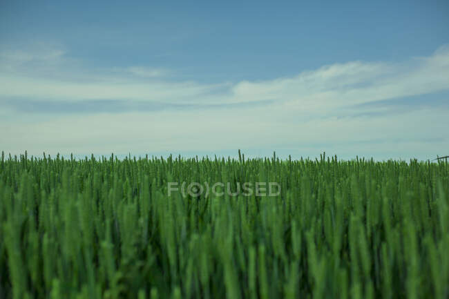 Крупный план пшеничного поля, Дрезден, Саксония, Германия — стоковое фото
