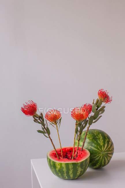 Protea blüht in einer Wassermelone — Stockfoto