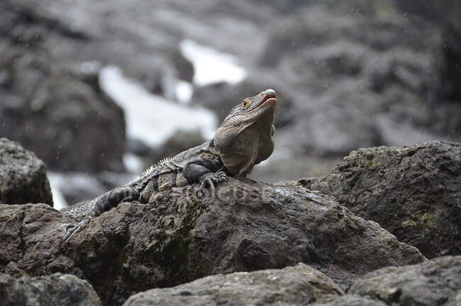 Iguana em rochas na praia, Costa Rica — Fotografia de Stock