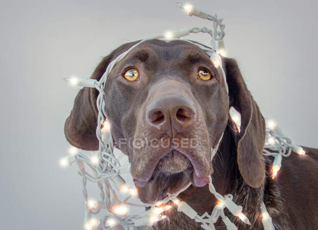 German short-haired pointer wrapped in fairy lights — Stock Photo