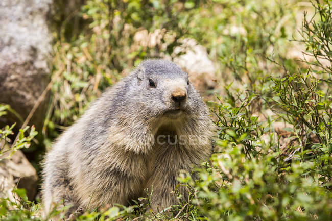 Marmota en los Pirineos, Francia - foto de stock