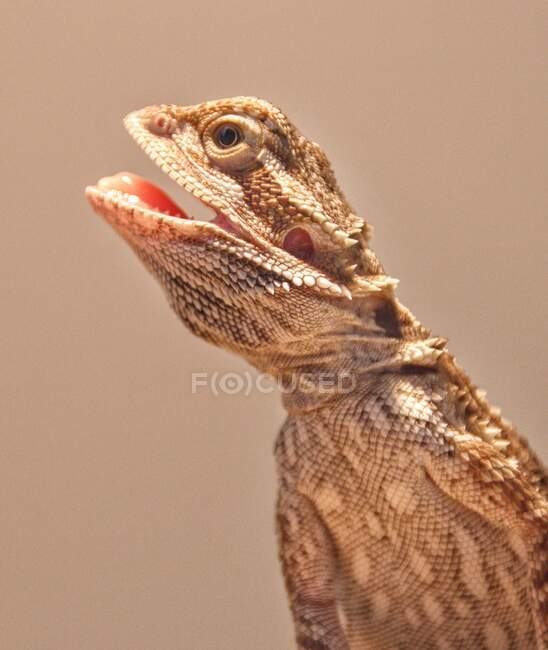 Retrato de un joven dragón barbudo central con la boca abierta - foto de stock