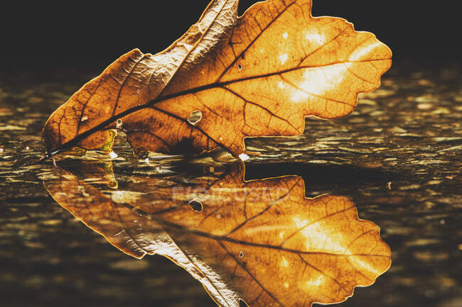 Close-up of an oak leaf in a puddle, United Kingdom — Stock Photo