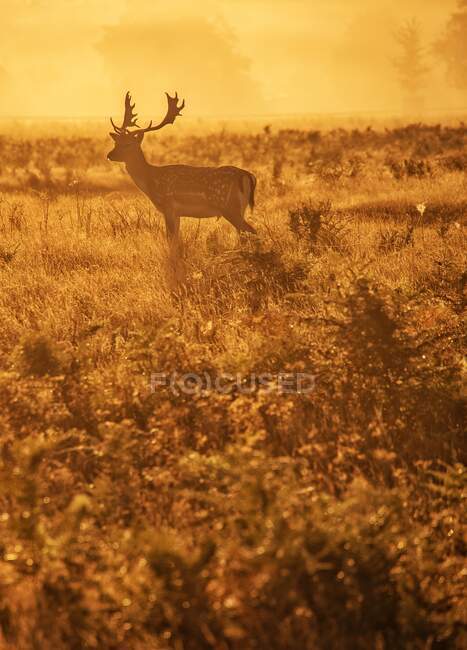 Portrait of a stag at sunset, Bushy Park, Richmond upon Thames, United Kingdom — Stock Photo
