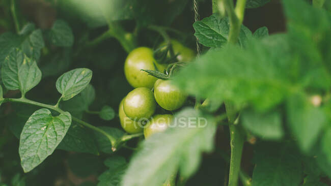 Tomates verdes crescendo no jardim, Inglaterra, Reino Unido — Fotografia de Stock