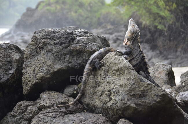 Due iguane sulle rocce sulla spiaggia, Costa Rica — Foto stock
