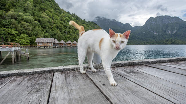 Chat sur une jetée en bois, Ora Beach, Seram, Îles Maluku, Indonésie — Photo de stock
