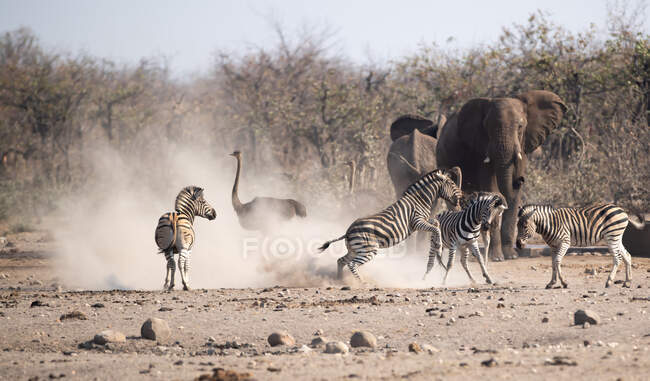 Zebras lutando na frente de elefantes e um avestruz, África do Sul — Fotografia de Stock