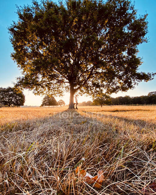 Silhueta de um homem encostado a uma árvore de outono, Berkshire, Inglaterra, Reino Unido — Fotografia de Stock