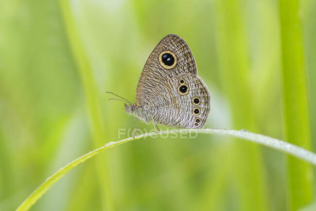 Butterfly on a plant, Indonesia — Stock Photo