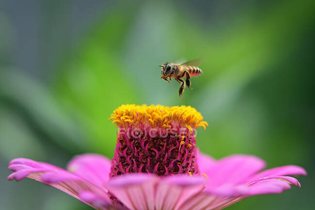 Bee hovering over a flower, Indonesia — Stock Photo