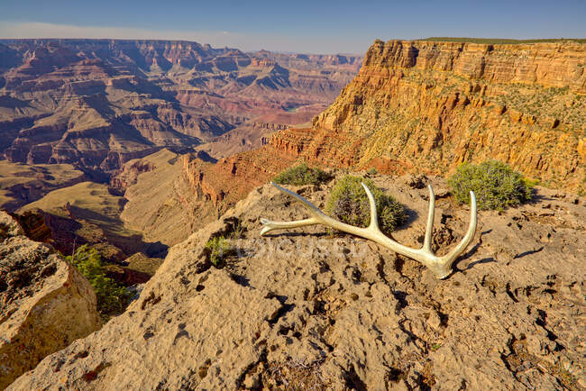 Elk Antlers at the edge of Papago Point, South Rim, Grand Canyon, Arizona, United States — Stock Photo