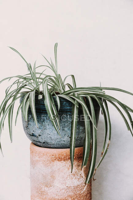 Nahaufnahme einer Topfpflanze — Stockfoto