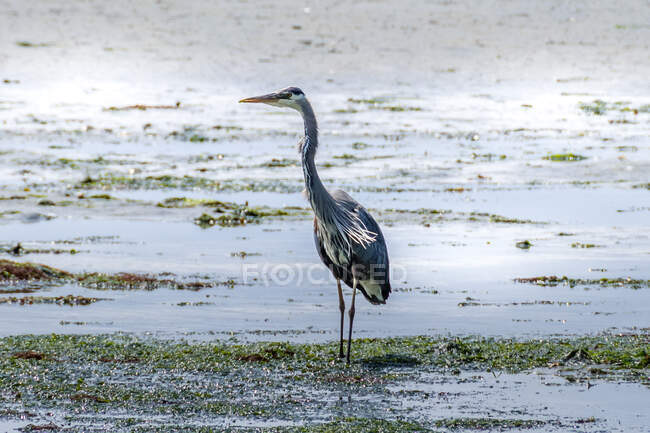 Great Blue Heron standing at beach, Vancouver Island, British Columbia, Canada — стокове фото