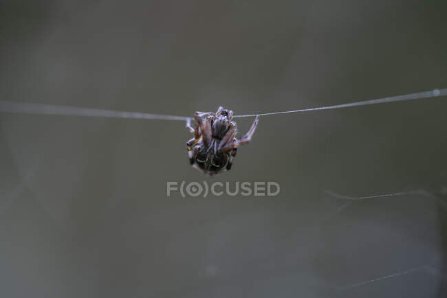 Orbe de jardín Araña sobre seda de araña, Brasil - foto de stock