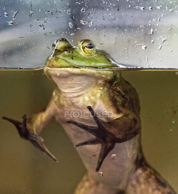 Крупный план зеленой лягушки в аквариуме — стоковое фото