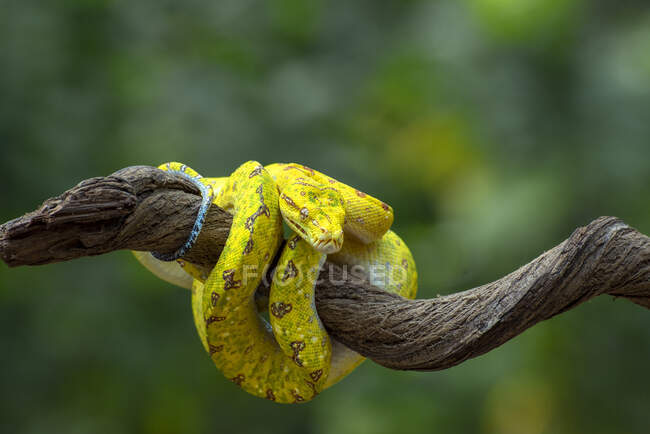 Pitone verde su un ramo, Indonesia — Foto stock