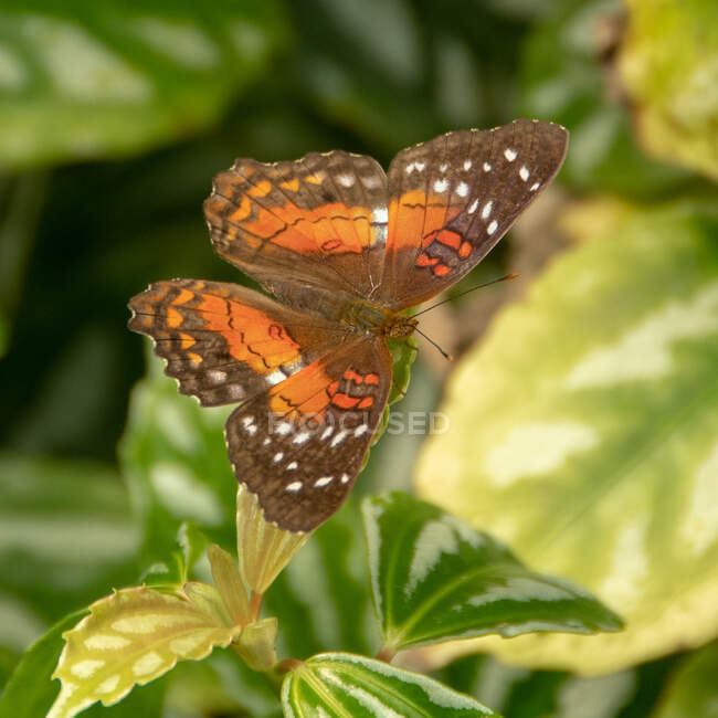 Papillon sur une plante, Canada — Photo de stock