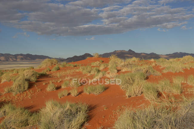 Пустельний пейзаж, національний парк ім. b-naukluft, namibia — стокове фото