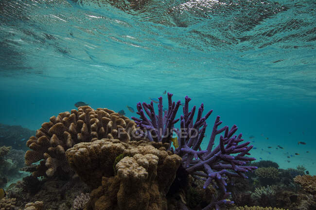 Coral reef, Great Barrier Reef, Queensland, Australia — Stock Photo