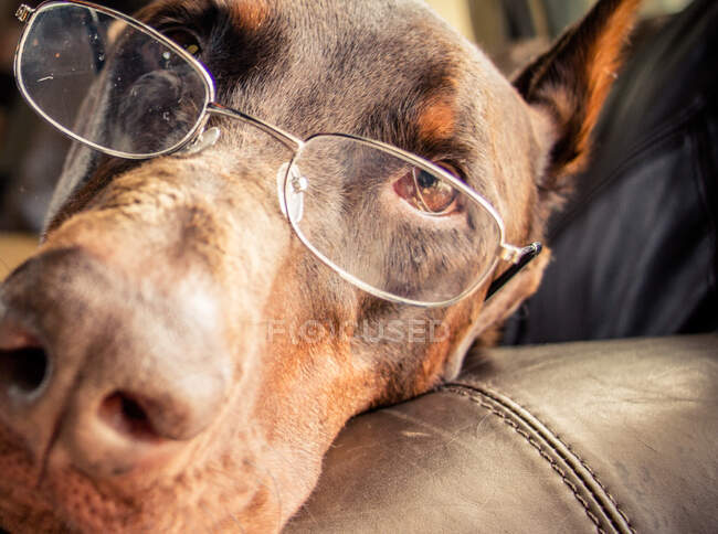 Close up de um Doberman deitado em um sofá usando óculos — Fotografia de Stock