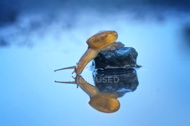 Primer plano de un caracol en una roca de agua potable, Indonesia - foto de stock