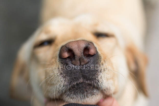 Primer plano de una mano acariciando la barbilla de un perro labrador retriever - foto de stock