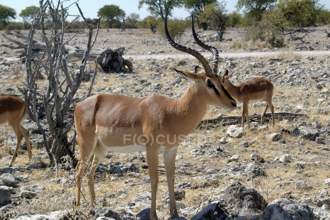 Impala de cara negra, Parque Nacional Etosha, Namibia - foto de stock