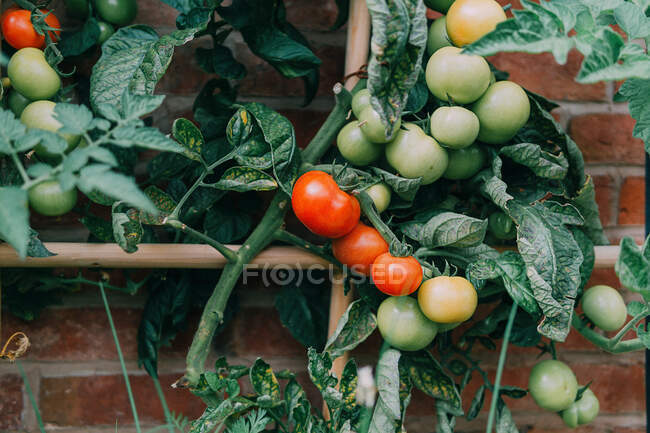Close-up of tomatoes growing in a garden — Stock Photo