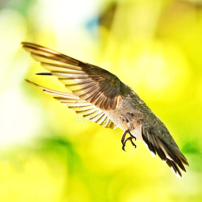 Hummingbird in flight, Vancouver, British Columbia, Canada — стокове фото