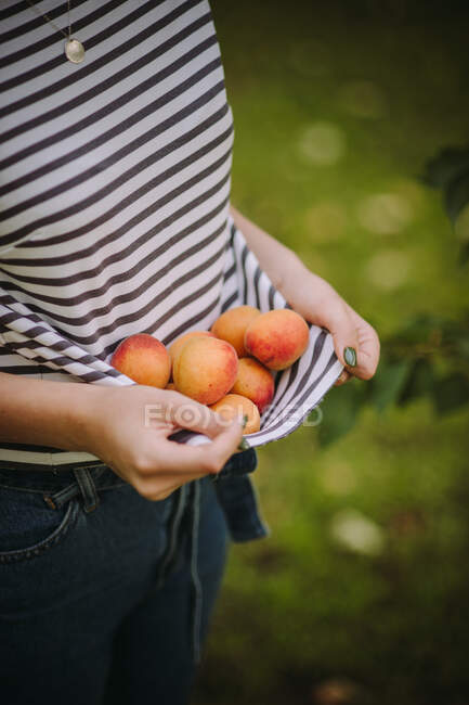 Woman carrying apricots in her blouse, Serbia — Stock Photo