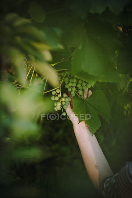 Woman checking grapes in a vineyard, Serbia — Stock Photo