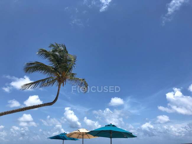 Leaning Palm tree and sun umbrellas the beach, Tulum, Quintana Roo, Yucatan Peninsula, Mexico — Stock Photo
