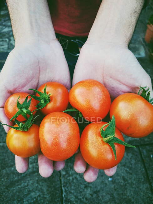 Mãos segurando tomates de videira frescos ao ar livre — Fotografia de Stock