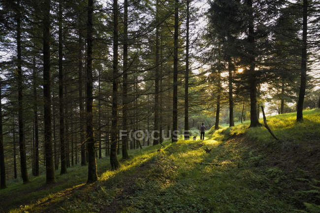 Man walking his dog in the forest, Aralar, Navarre, Spain — Stock Photo