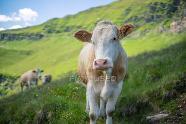 Cow standing in the Austrian Alps, Gastein, Salzburg, Austria — Stock Photo