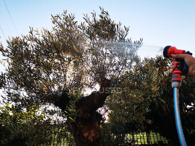 Frau gießt einen Olivenbaum im Garten, Rom, Latium, Italien — Stockfoto