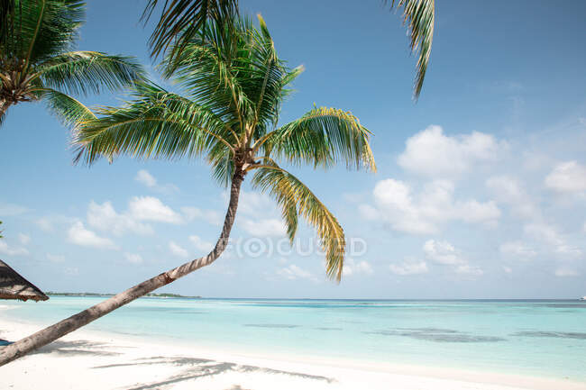 Palmier sur une plage tropicale, Maldives — Photo de stock