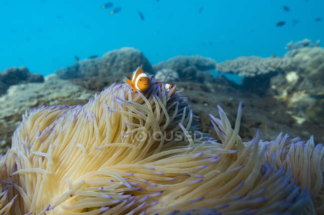 Pez payaso escondido en un arrecife de coral, Gran Barrera de Coral, Queensland, Australia - foto de stock
