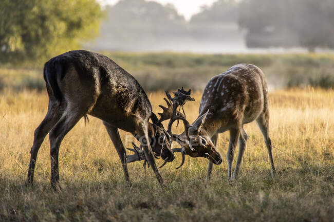 Zwei Hirsche kämpfen, Bushy Park, Richmond upon Thames, Vereinigte Staaten — Stockfoto