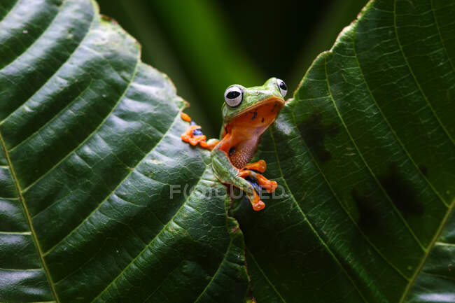 Летучая лягушка Уоллеса на листе, Индонезия — стоковое фото