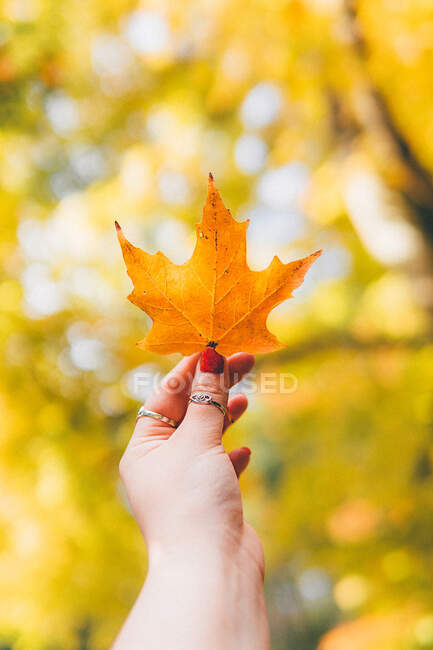 La mano de la mujer sosteniendo una hoja de otoño - foto de stock