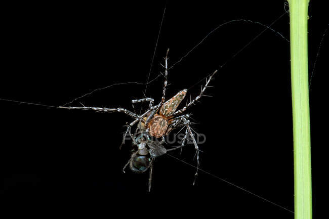 Aranha saltitante comendo um inseto, vista de perto — Fotografia de Stock